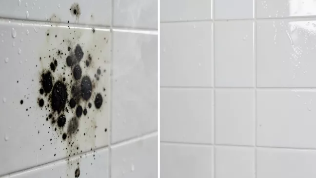 skuteczne usuwanie pleśni w łazience